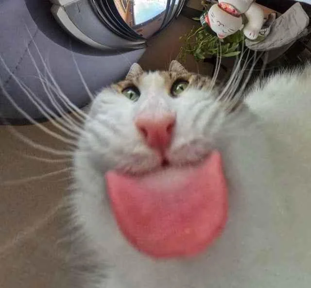 silly cat with tounge out